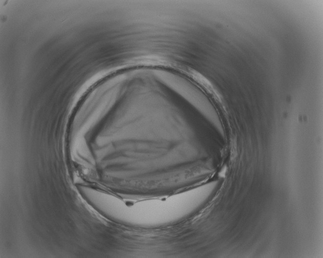 X0000083641334200703121710