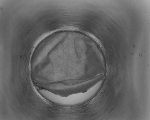 X0000083641335200703121710