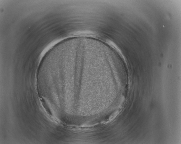 X0000083641336200703121710