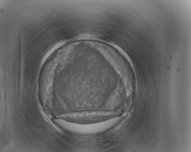 X0000083641341200703121710