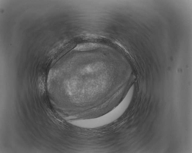 X0000083641348200703121709