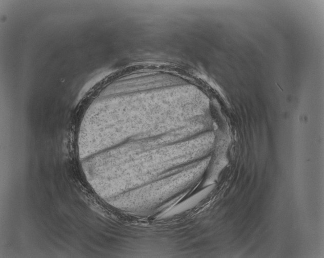 X0000083641352200703121709