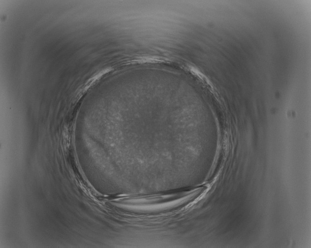 X0000083641353200703121709