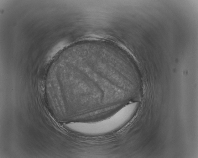 X0000083641355200703121709