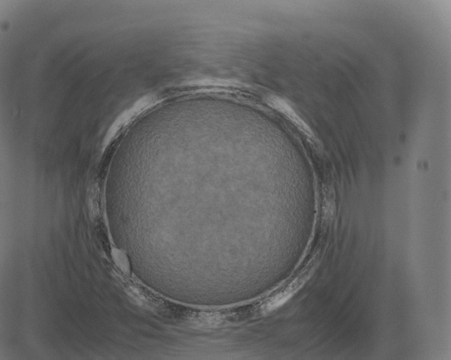 X0000083641357200703121709