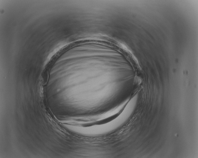 X0000083641360200703121709