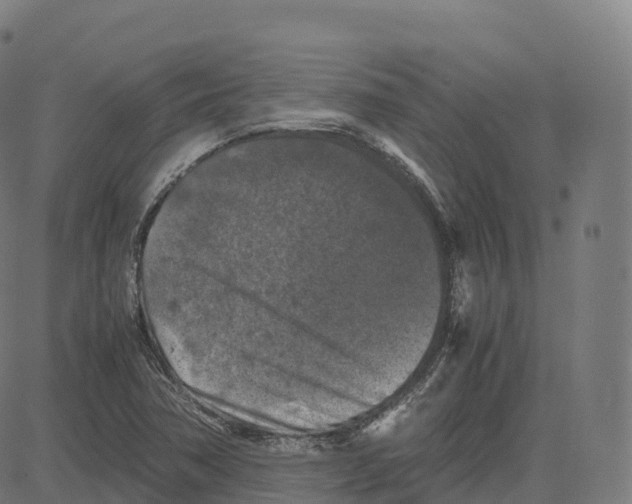 X0000083641362200703121709