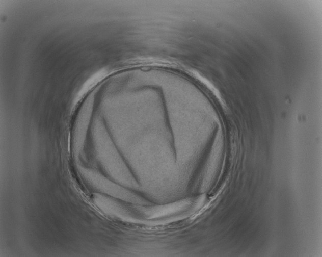 X0000083641365200703121709