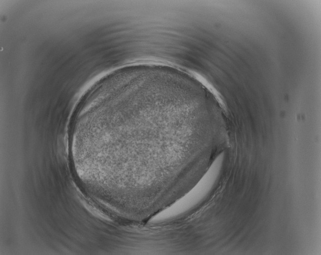 X0000083641372200703121709