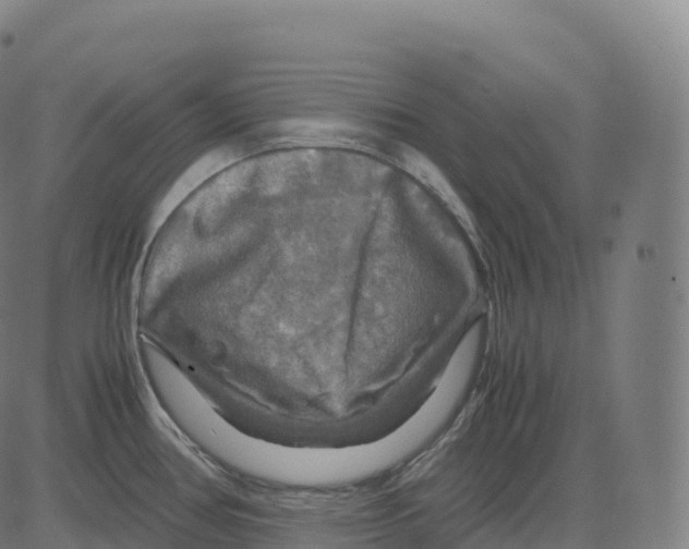 X0000083641386200703121708