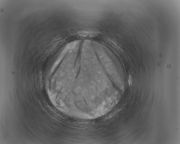 X0000083641396200703121707