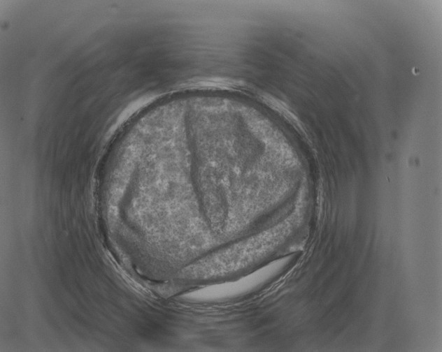 X0000083641404200703121708