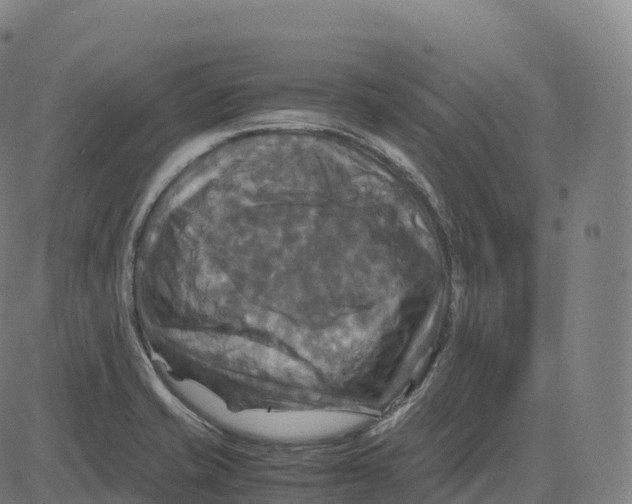 X0000083641421200703121708