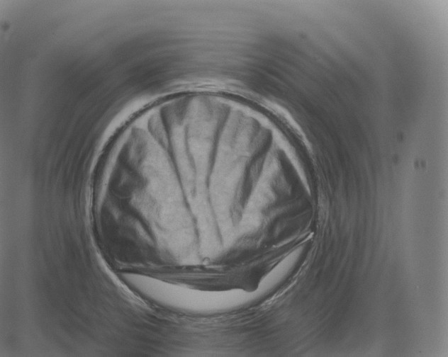 X0000083641424200703121708