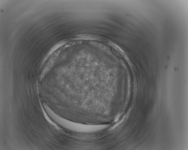 X0000083641433200703121708