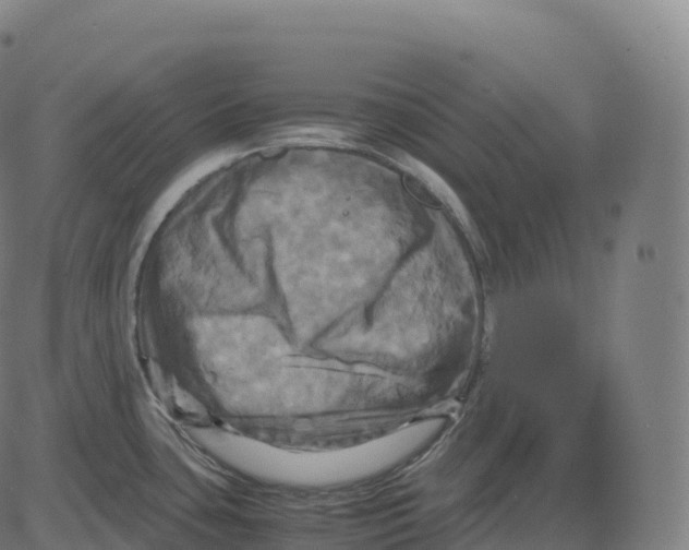 X0000083641435200703121708