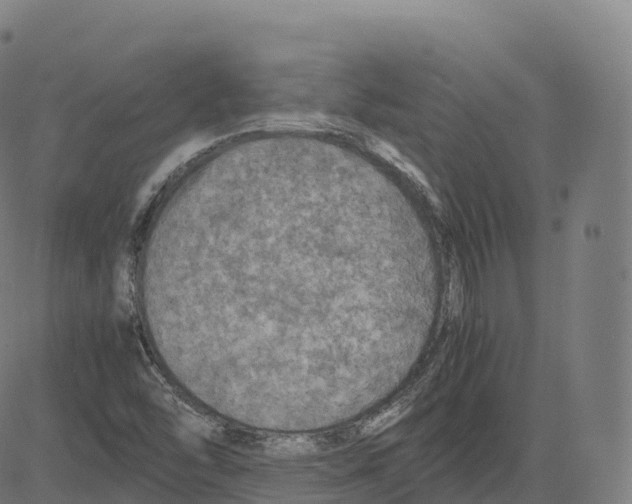 X0000083641454200703121707