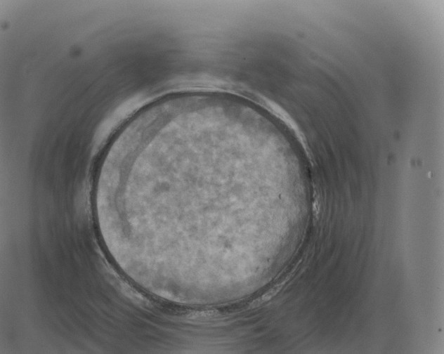 X0000083641464200703121707