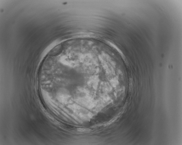 X0000083641467200703121707