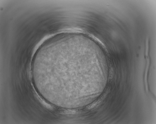 X0000083641470200703121707