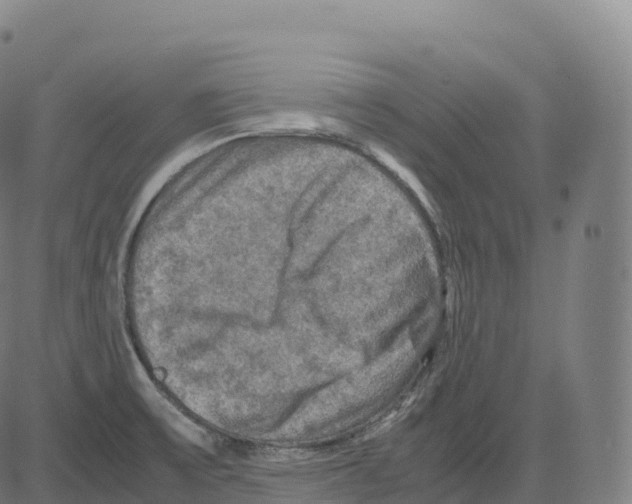 X0000083641475200703121707