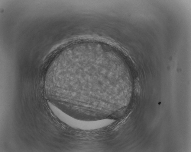 X0000083641494200703121706