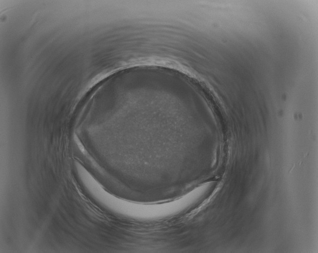 X0000083641505200703121706