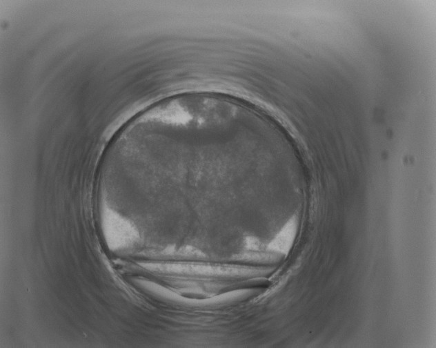 X0000083641513200703121706