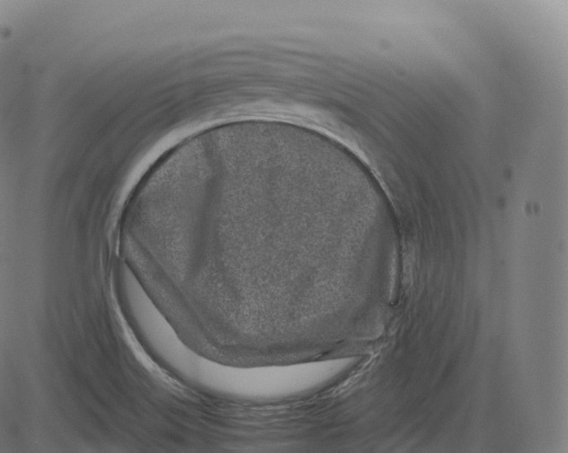 X0000083641515200703121706