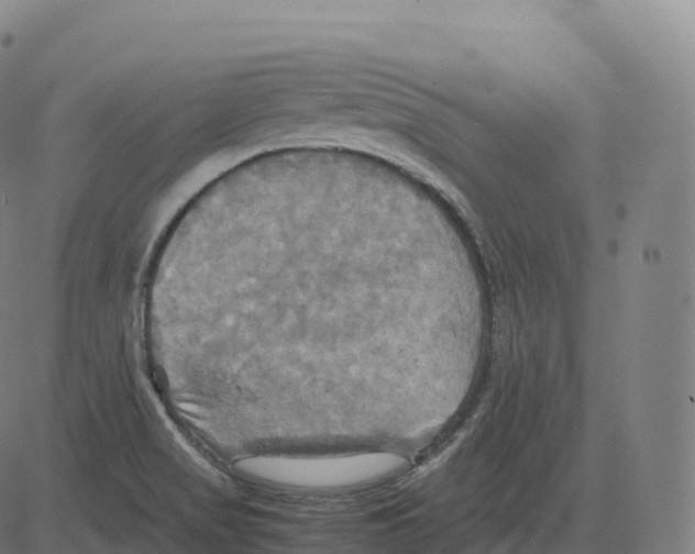 X0000083641517200703121706