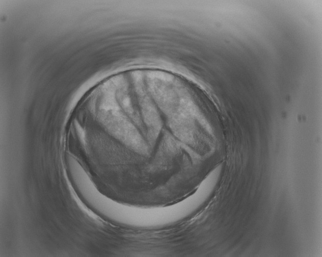 X0000083641519200703121706