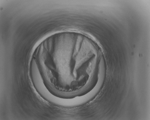 X0000083641520200703121706