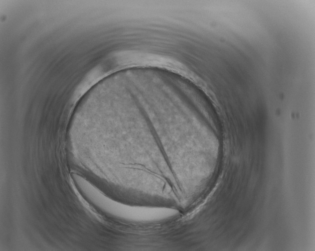 X0000083641521200703121706