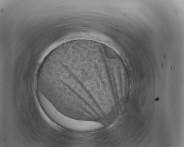 X0000083641523200703121706