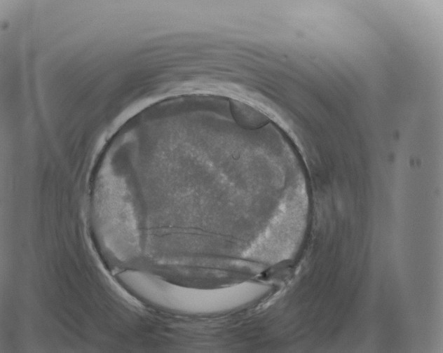 X0000083641525200703121706