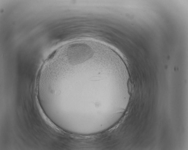 X0000083641526200703121706