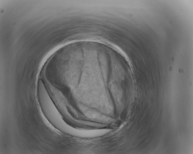 X0000083641528200703121706