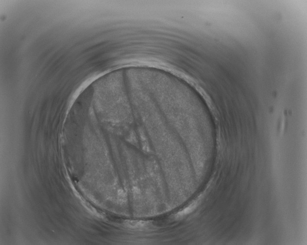 X0000083641529200703121707