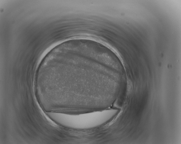 X0000083641533200703121707