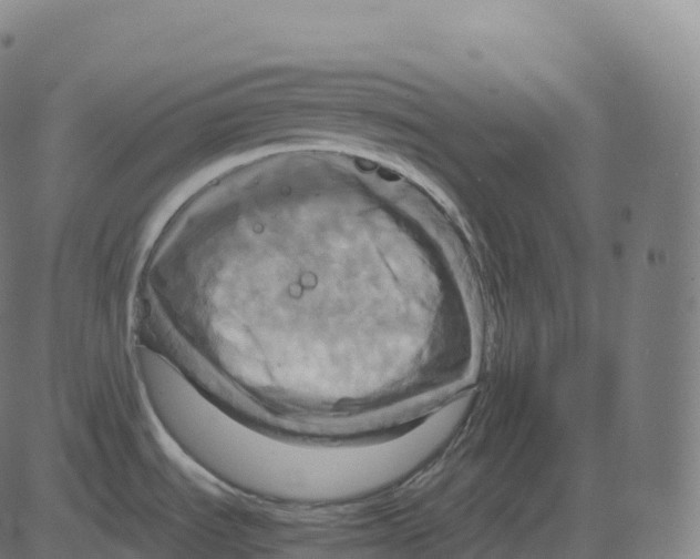 X0000083641535200703121707