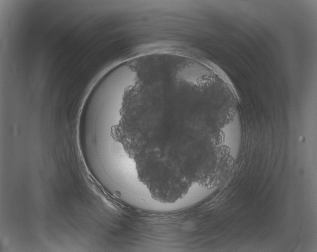 X0000083651051200702120831
