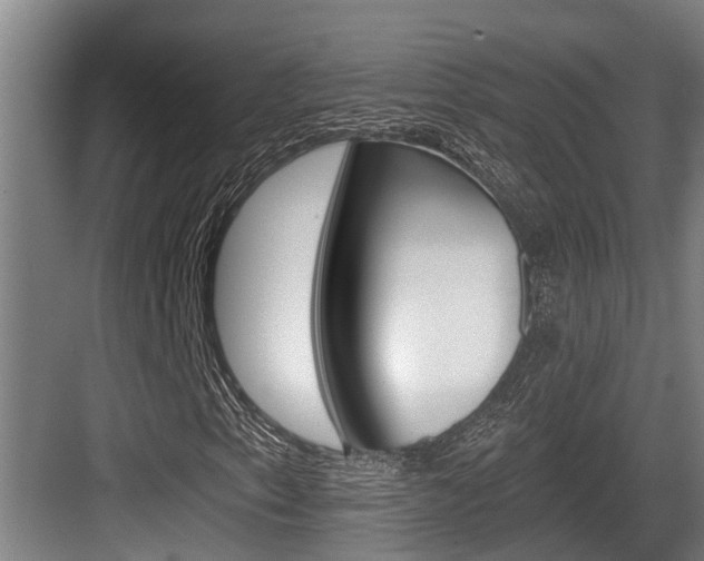 X0000083651153200702120829