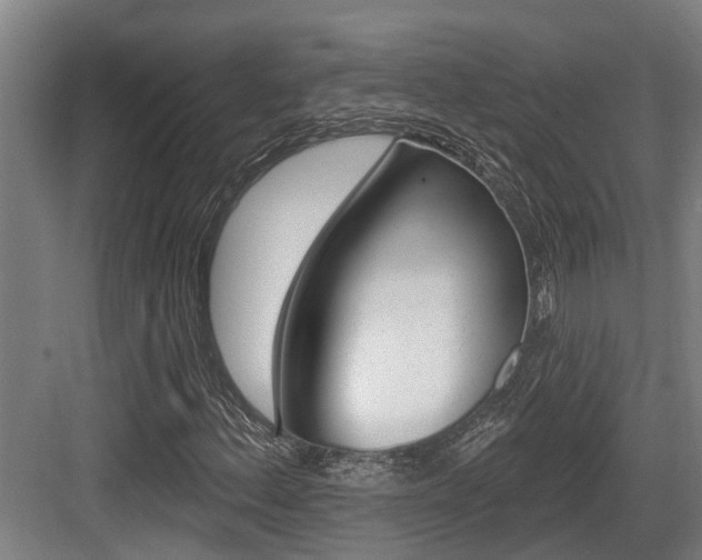 X0000083651156200702120829