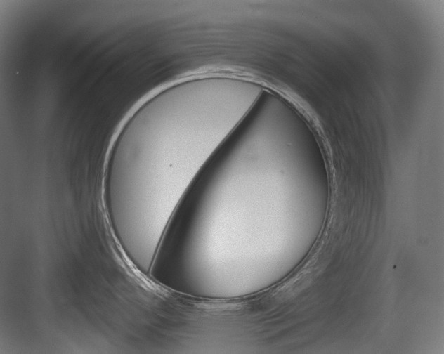 X0000083651296200702120826