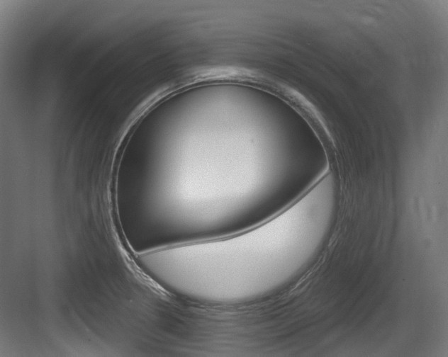 X0000083651330200702120826