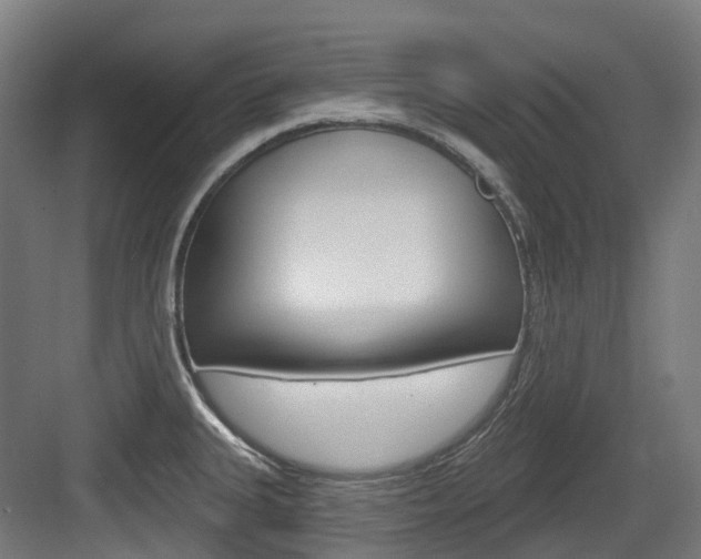 X0000083651335200702120826