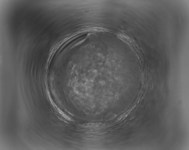 X0000083650049200702121200