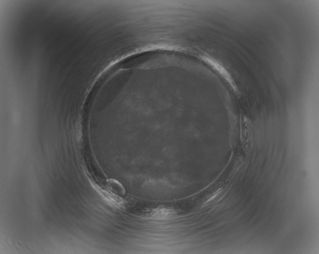 X0000083650204200702121158