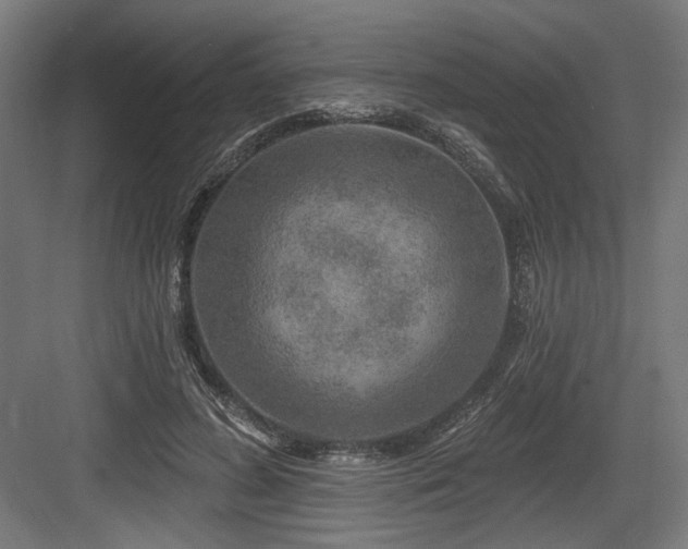 X0000083650596200702121152
