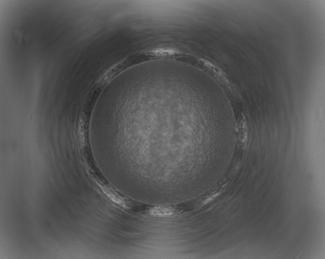 X0000083650762200702121150
